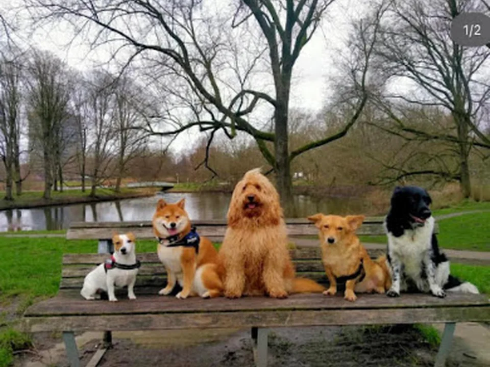 Amsterdam Dog Walking Service