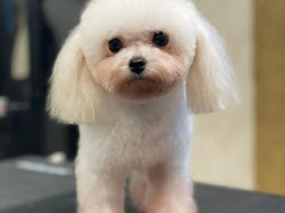 The Fur Salon - Dog Grooming Amsterdam
