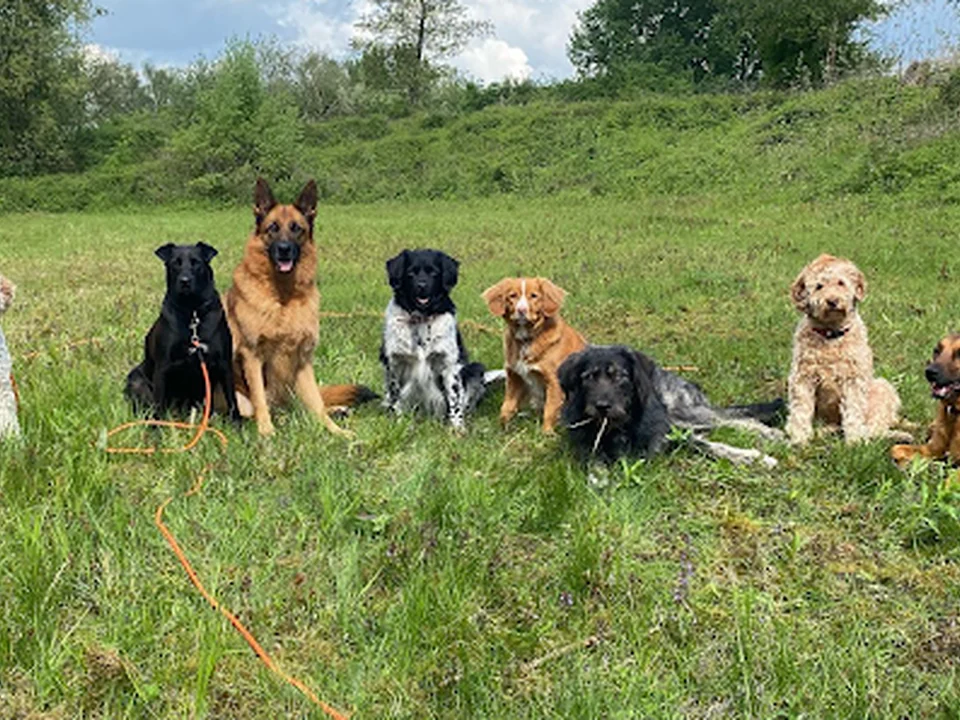 Pack Training, Amsterdam