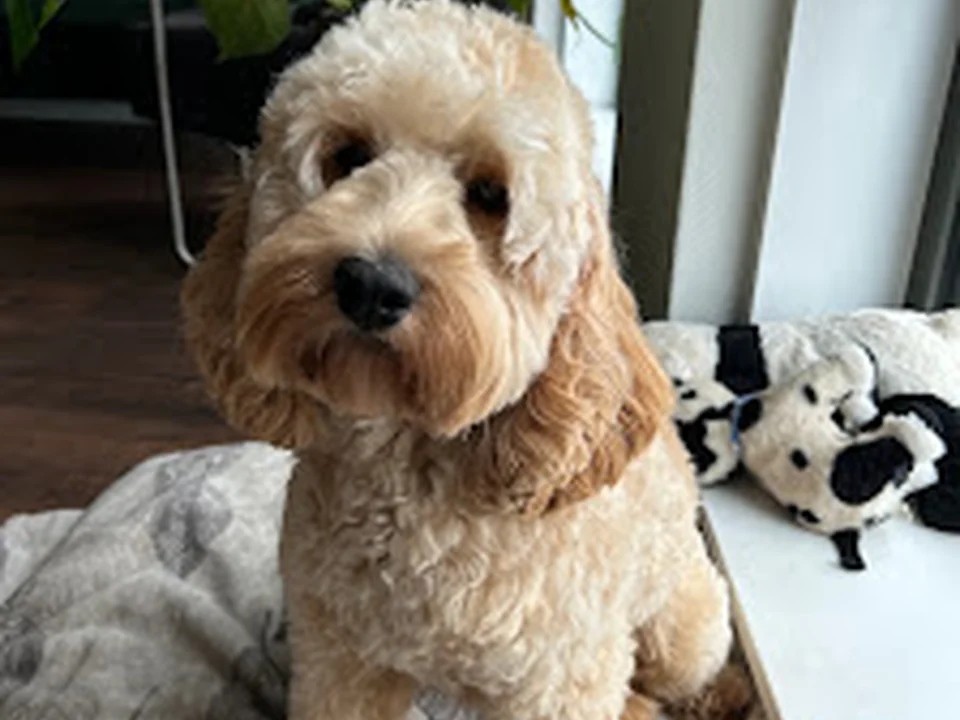Trimsalon Vier Poten- Amsterdam Center🐩
