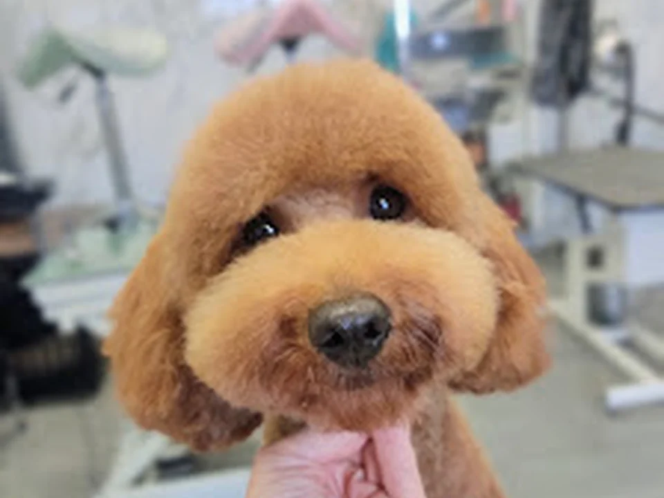 Furmidabel Hondentrimsalon🐩, Amsterdam