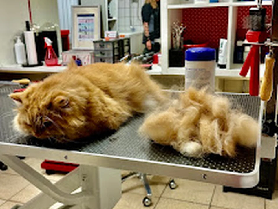The Catbarber, Amsterdam