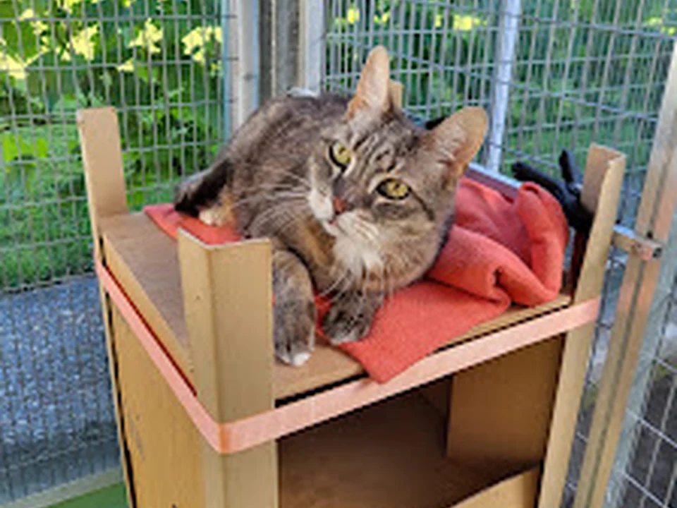 Kattenhotel Tante Betje🐈‍⬛, Amsterdam