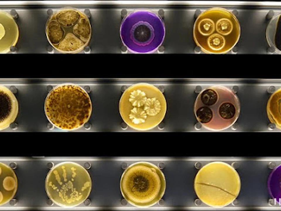 ARTIS - Micropia, Amsterdam