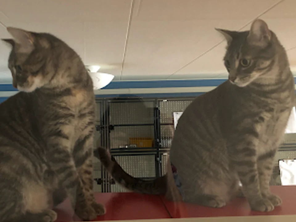 Dierenkliniek Osdorp, Amsterdam