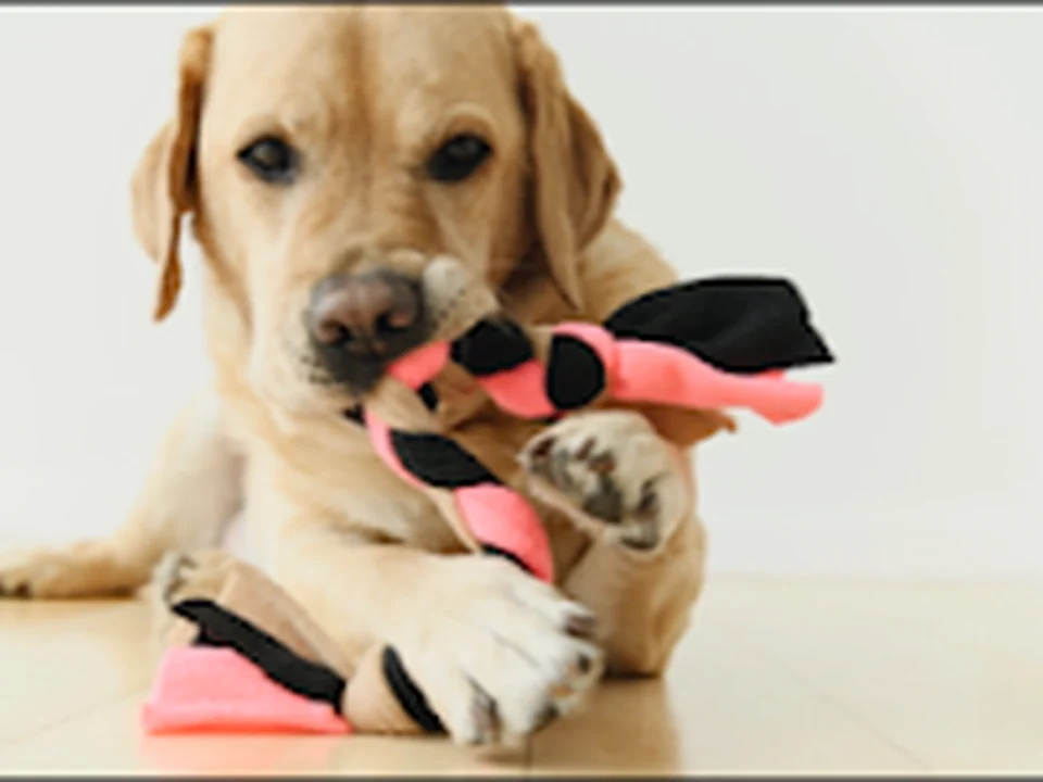 Hondenschool & -professional The Art of Dog Training-NL, Amsterdam