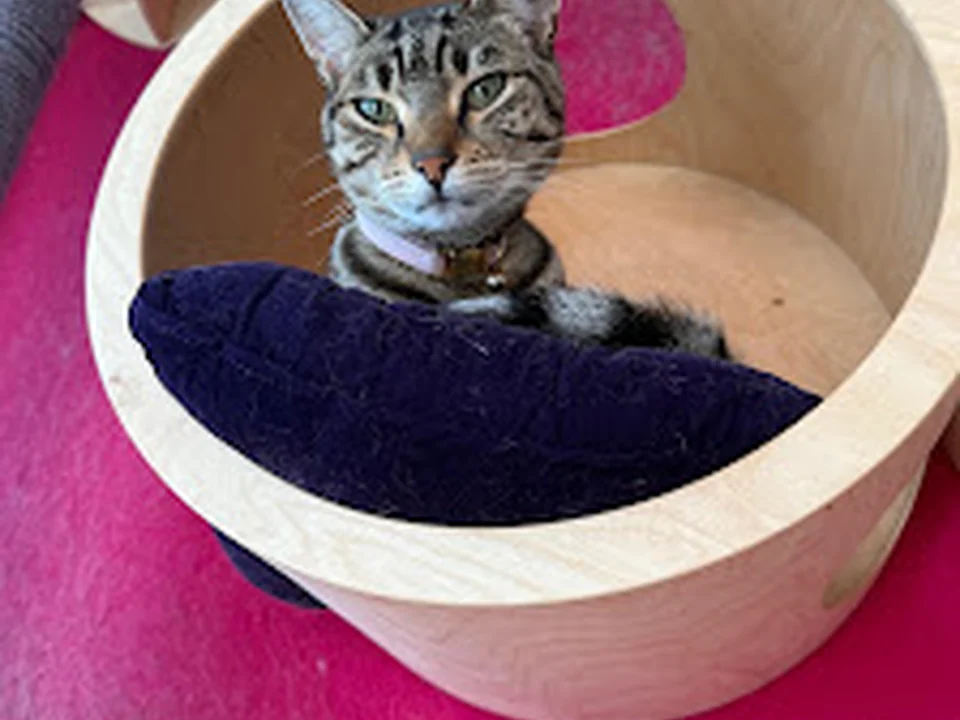 Katwoman & Ko Amsterdam | Kattenoppas Amsterdam | Cat hotel Amsterdam | Kattenpension | Kattenopvang | Cattery | Cat Boarding