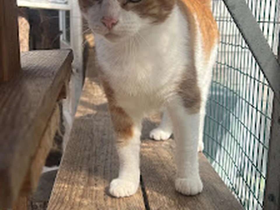 Betty's Kattenhotel, Amsterdam