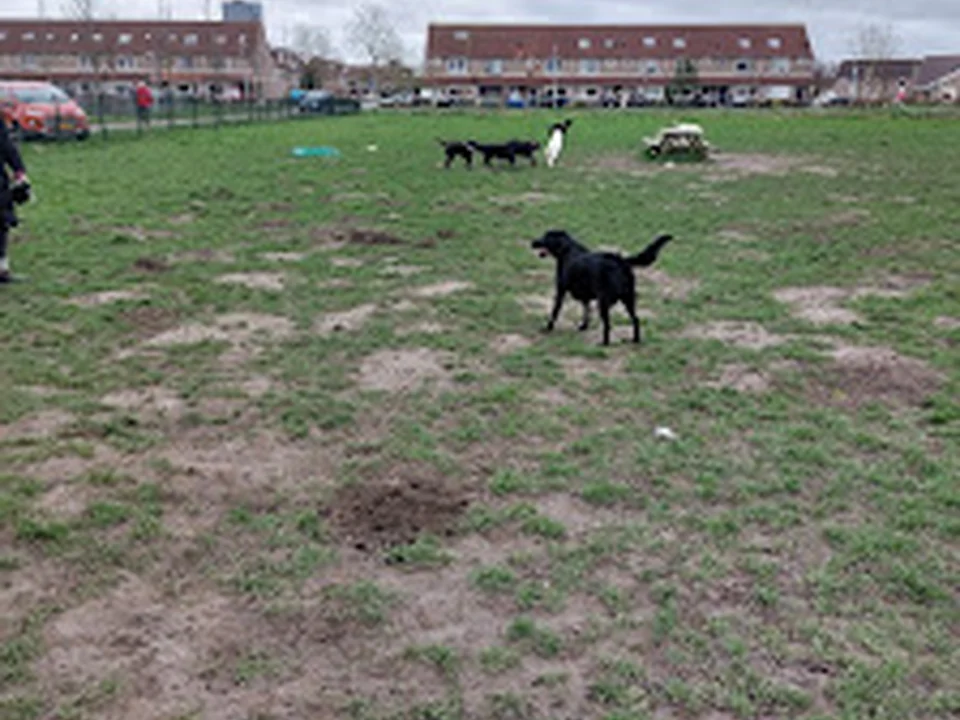 Hondenspeelveld Koggepark, Amsterdam
