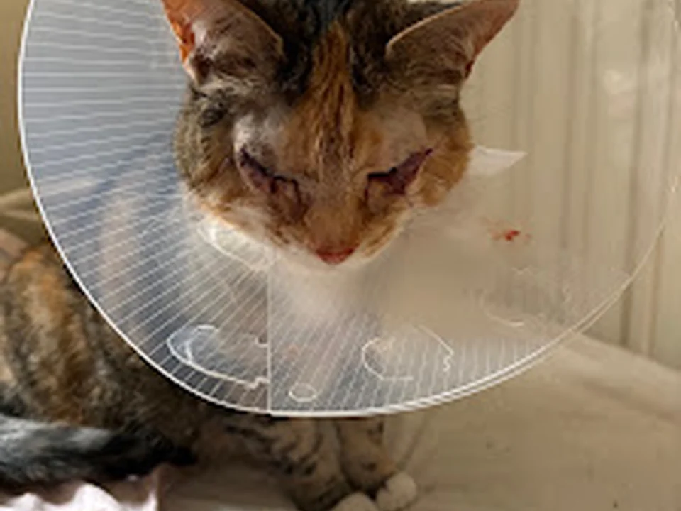 Mercator Kattenkliniek, Amsterdam