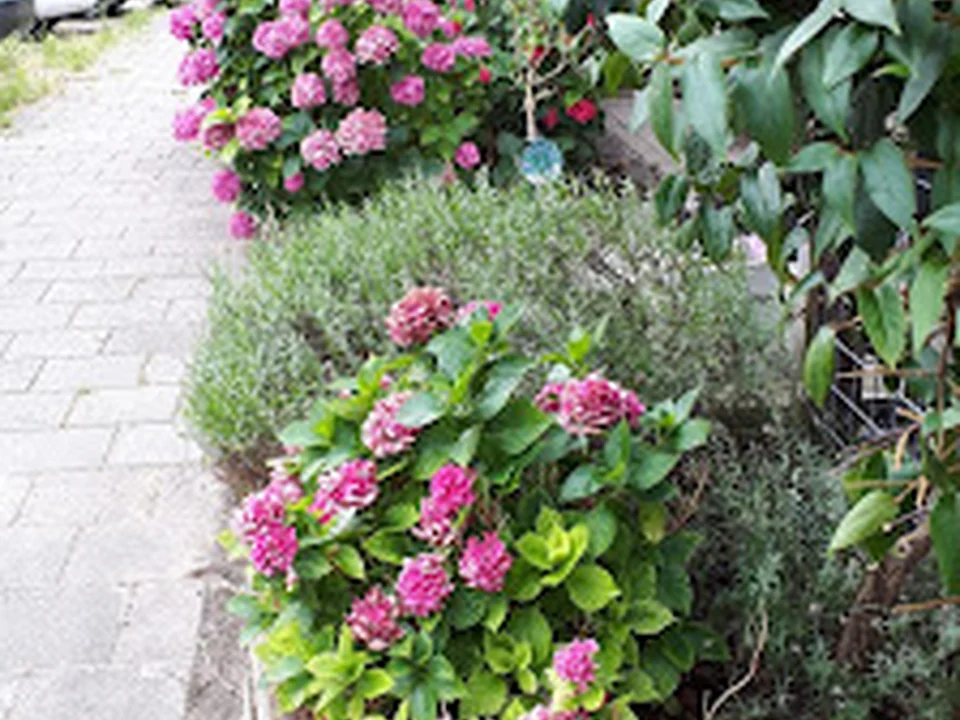 Tuinhulp Amsterdam
