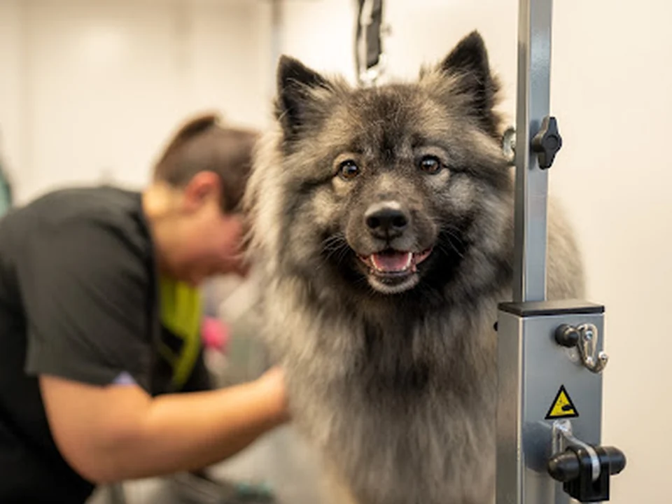 Trimsalon Beautiful Pets, Amsterdam