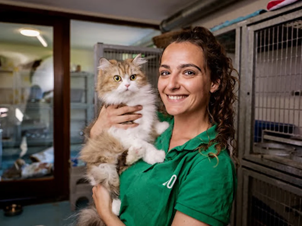 DOA dierenasiel, Amsterdam