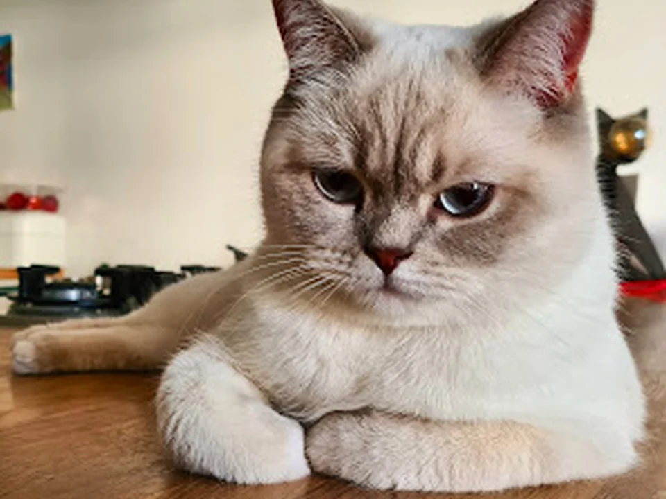 Kopjes Kattenoppas | Cat Sitters Amsterdam